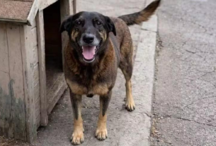 Lei Orelha propõe mudanças no ECA para punir maus-tratos contra animais